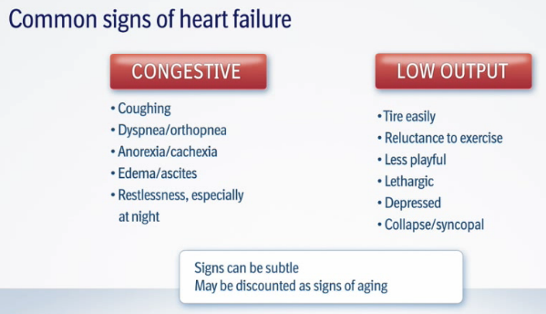 Is congestive heart disease hereditary?